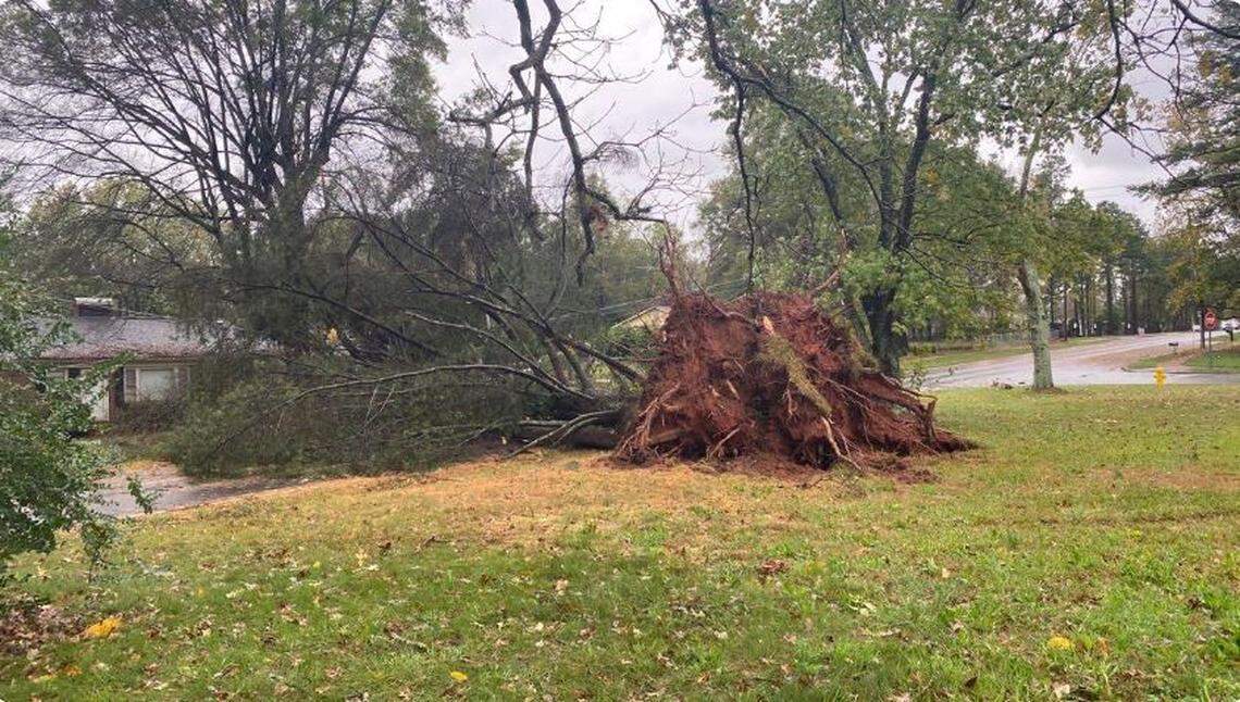 A tree on Nevin Road fell during strong winds Thursday from the remnants of former Hurricane Zeta.