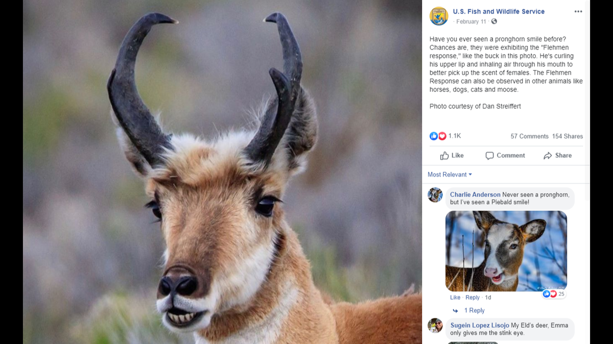 A disconcerting photo on Facebook of a horned-animal with a very human smile is real, according to the U.S. Fish and Wildlife Service.