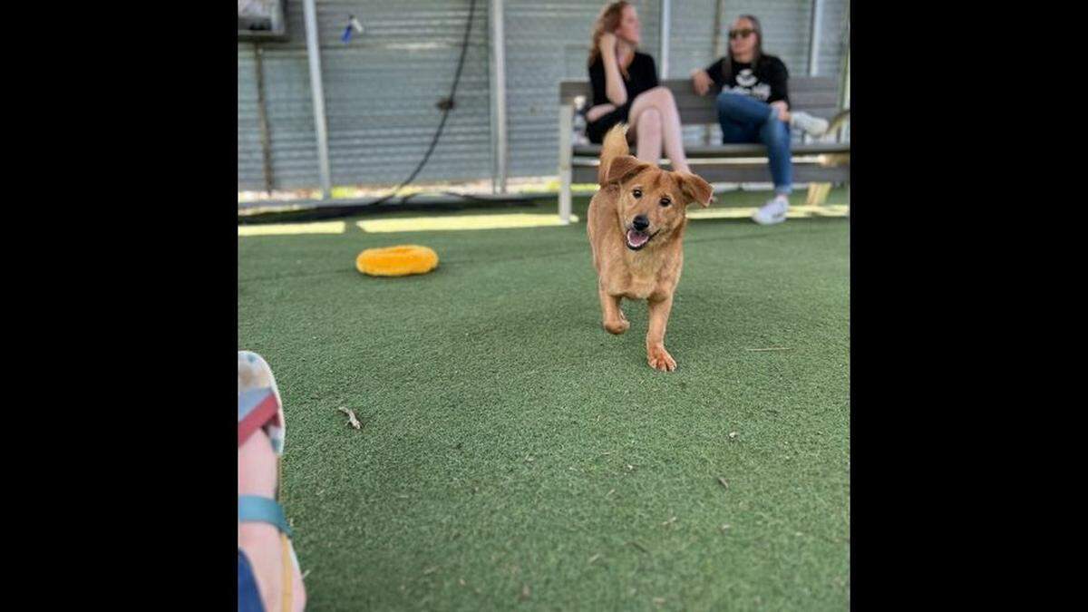 This dog, rescued from a South Korean dog meat farm, happily plays at Brother Wolf Animal Rescue in Asheville, NC, on Friday, March 24, 2023.