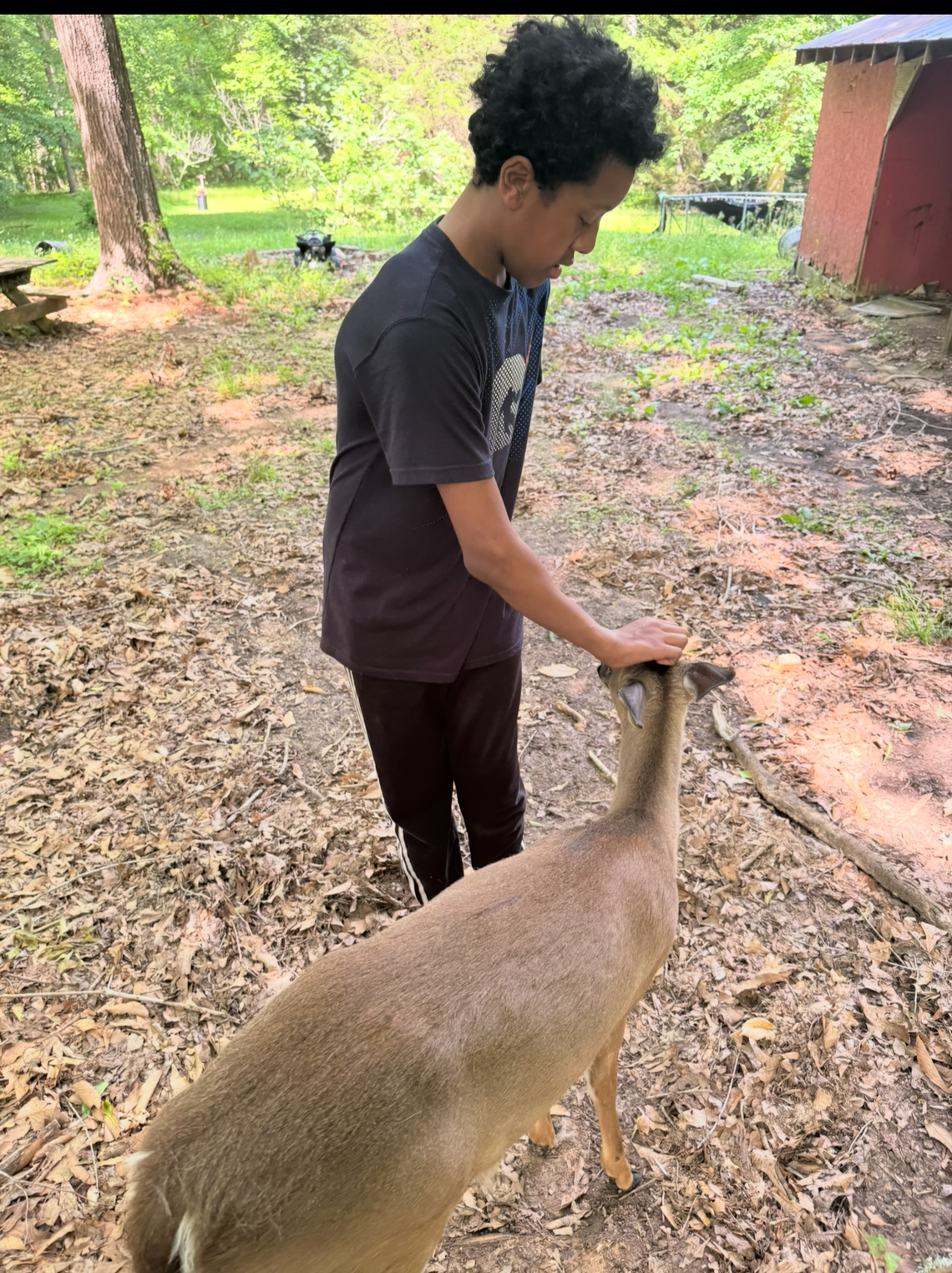 A high-angle shot captures a young boy in a dark shirt gently petting a brown deer on the head. They are standing in an outdoor area covered with fallen leaves, with green trees and a red shed visible in the background.