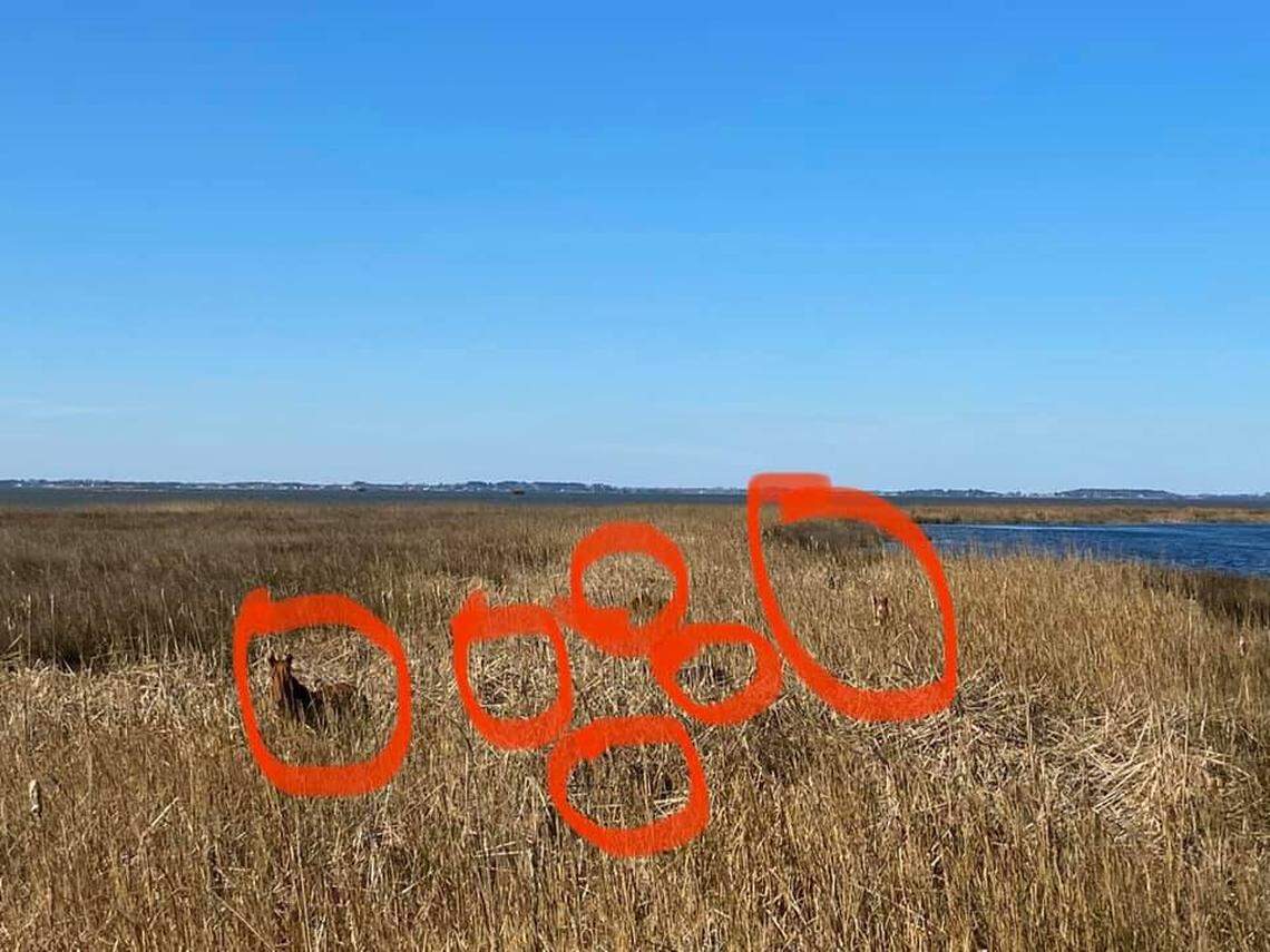 Here are the well-hidden horses in the photo taken at Corolla on the Outer Banks.