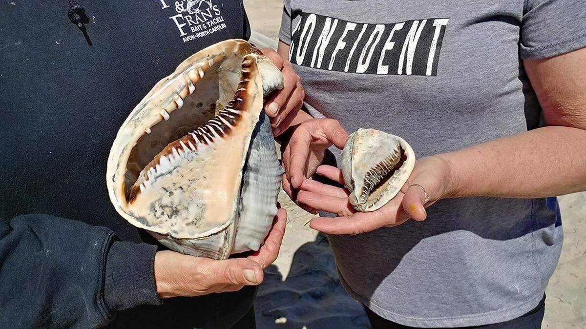 The helmet shell on the right is the normal size for such shells found on the Outer Banks, says the National Parks Service.
