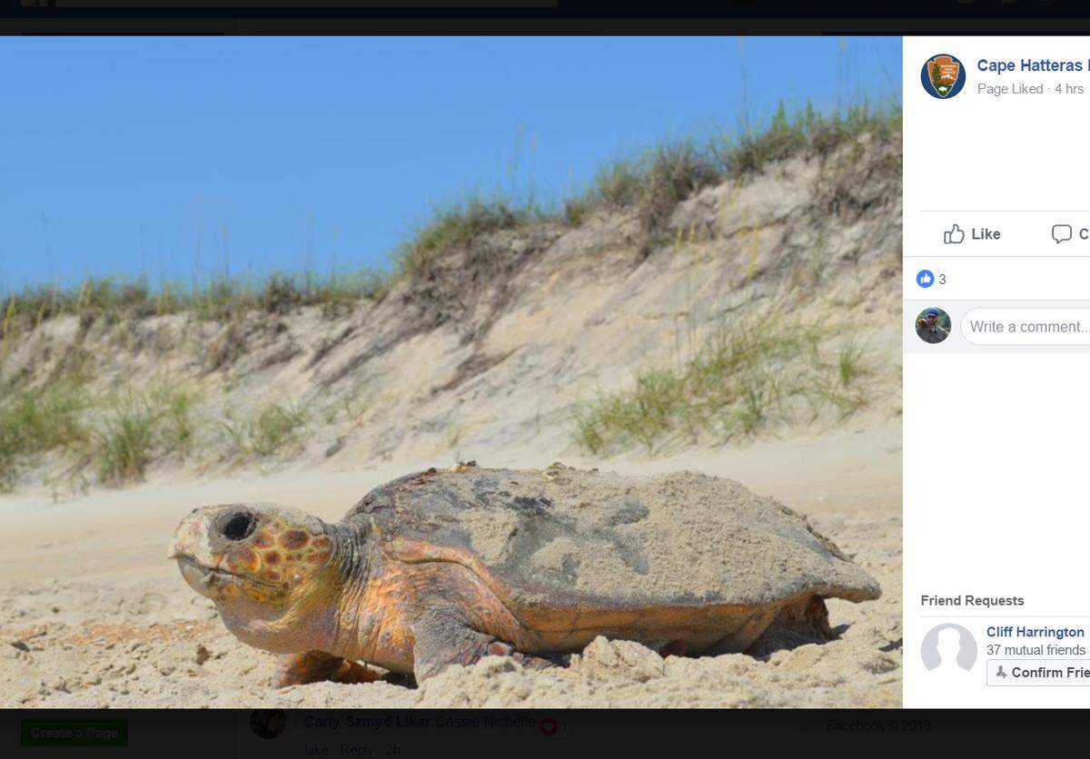 A loggerhead sea turtle was spotted nesting on the N.C. Outer Banks.