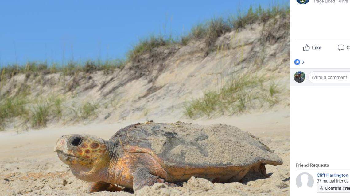 This is the loggerhead sea turtle spotted nesting in broad daylight on the N.C. Outer Banks this week.