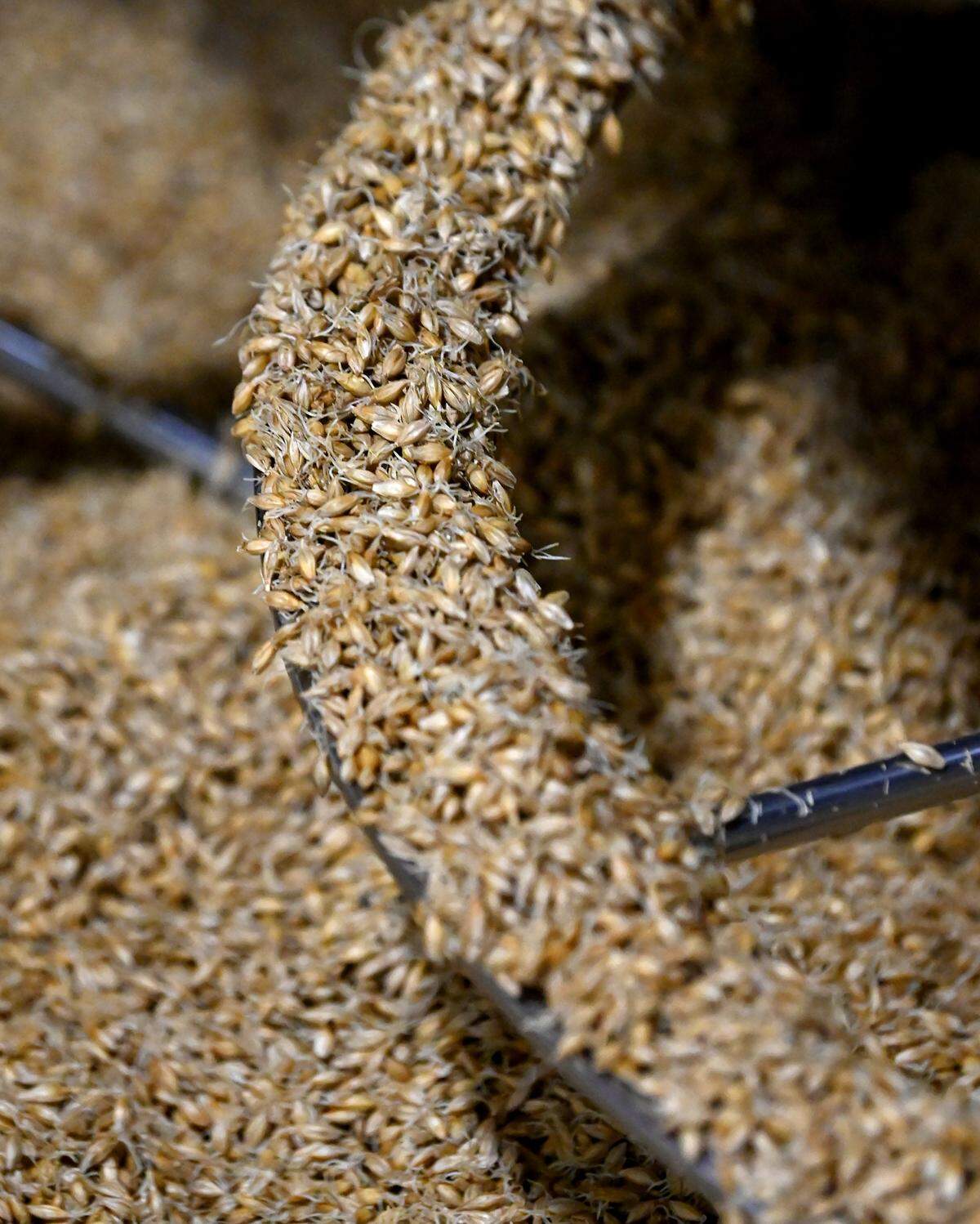The grain turner at Carolina Malt House, shown Tuesday, April 23, 2025, keeps the seeds from clumping. Co-owner Aaron Goss designed the machines.