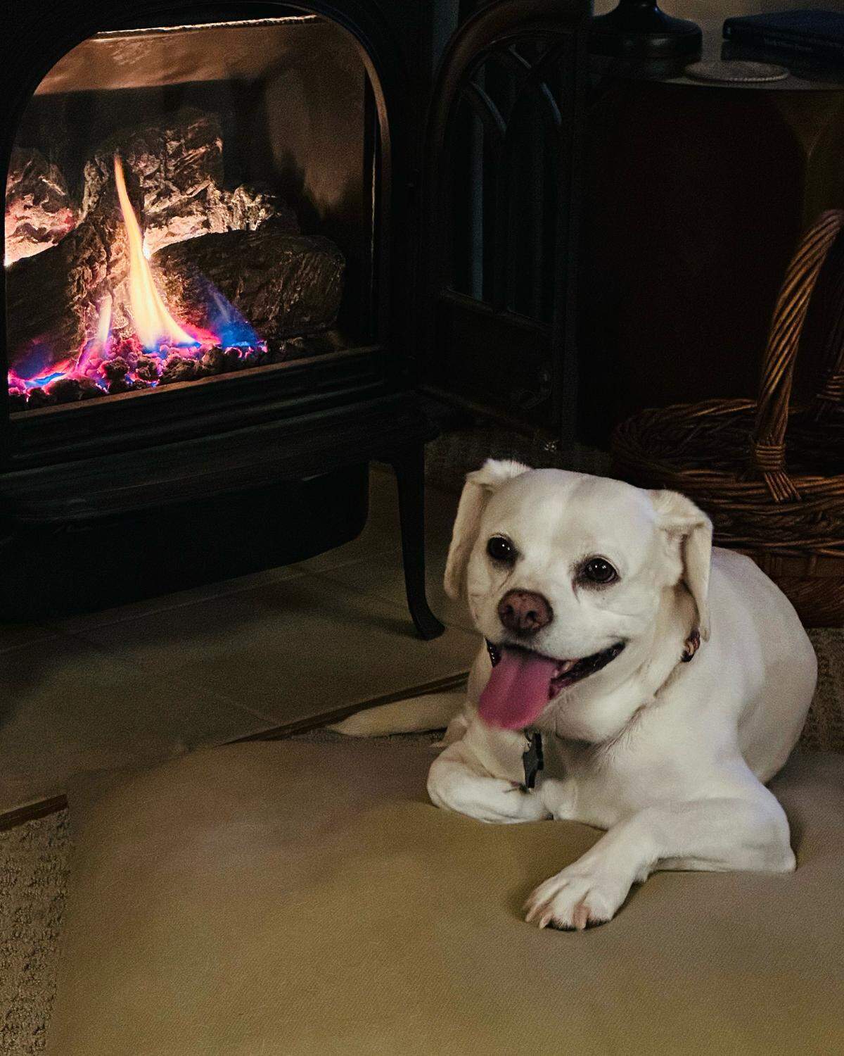 Addie was named a finalist in The Charlotte Observer’s “cutest dog in Charlotte” contest in fall 2024.