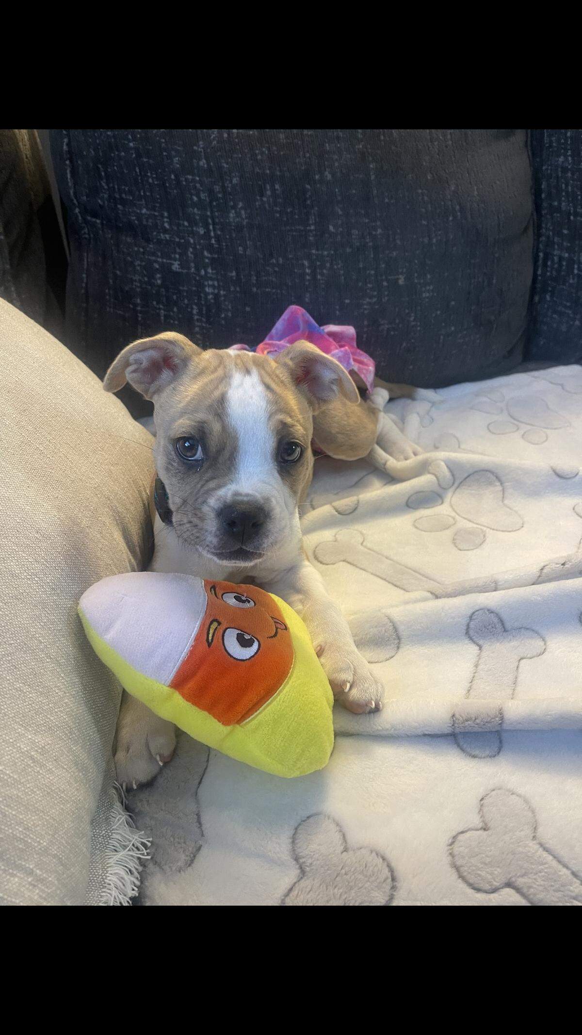 Cynisca was named a finalist in The Charlotte Observer’s “cutest dog in Charlotte” contest in fall 2024.