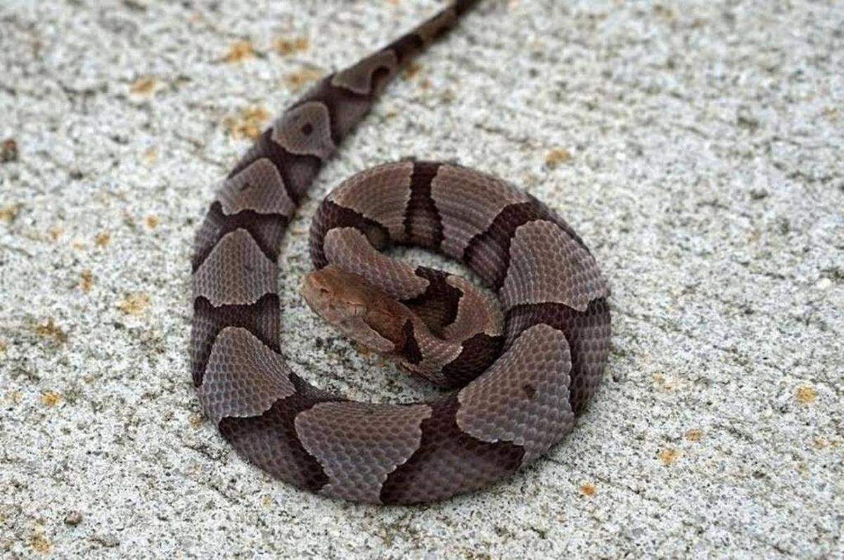Copperhead bites may be treated with antivenom.