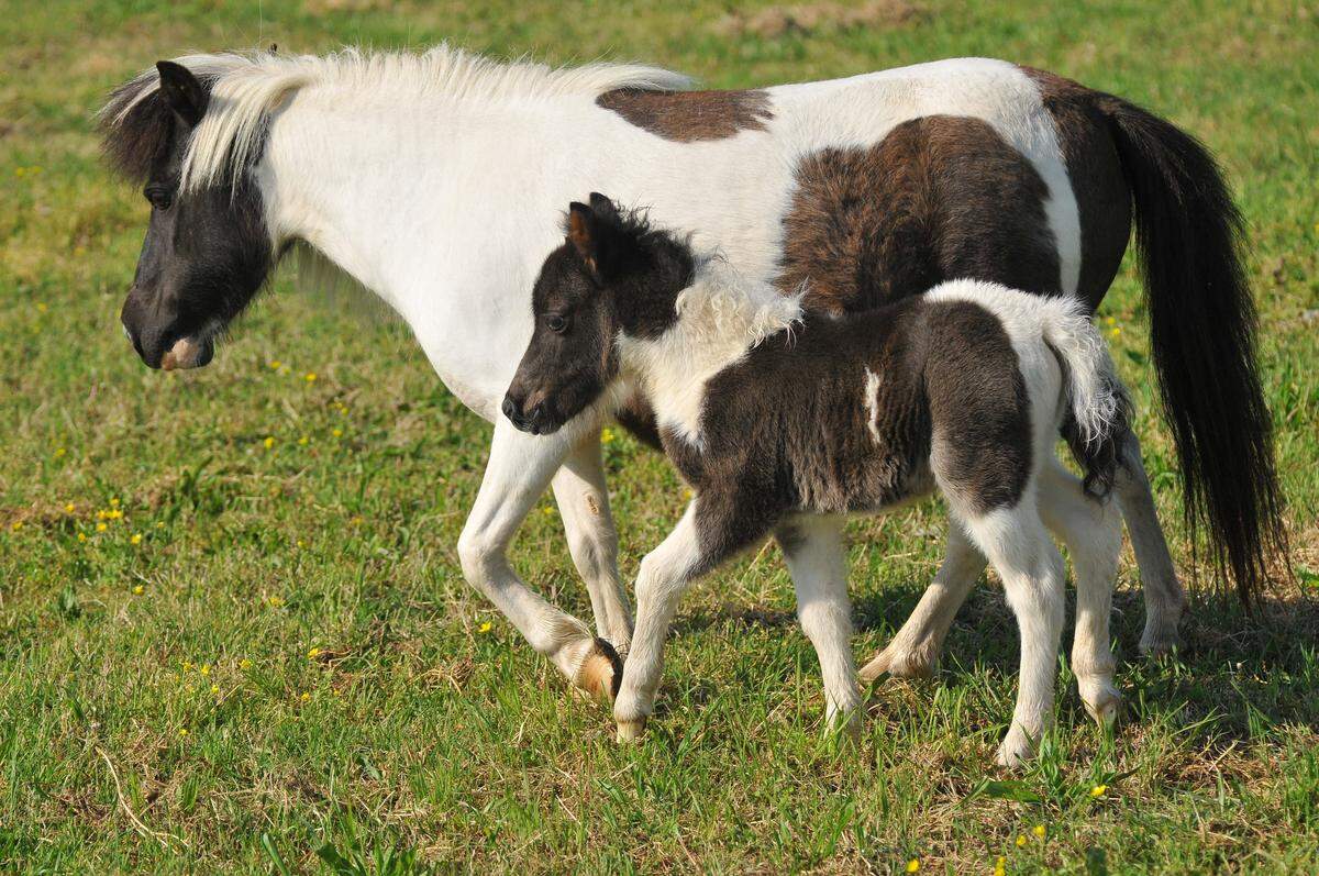 At Wallace Farms on Eastfield Road the animals roam. The site was recently purchased by Denali, an Arkansas-based organic recycling company.