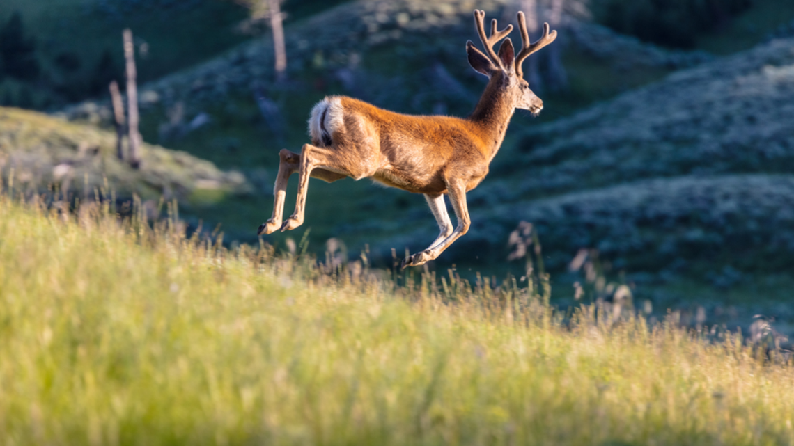 White-tailed deer can reach 300 pounds and a found throughout Great Smoky Mountains National Park, the park says. This is not the deer that was poached on Dec. 22. White-tailed deer can reach 300 pounds and a found throughout Great Smoky Mountains National Park, the park says. This is not the deer that was poached on Dec. 22.