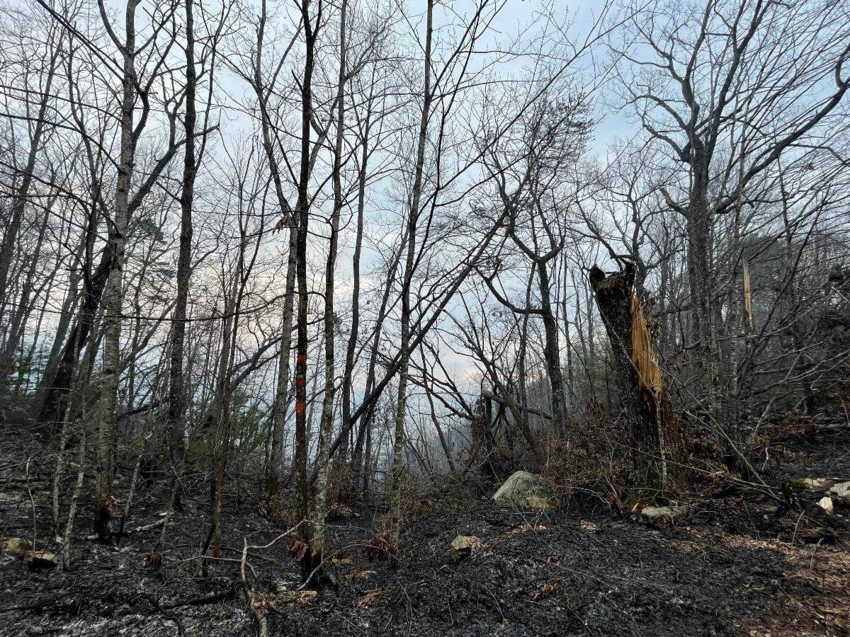 Burnt areas from the North Fork Fire include trees damaged by residual smoke and Hurricane Helene.