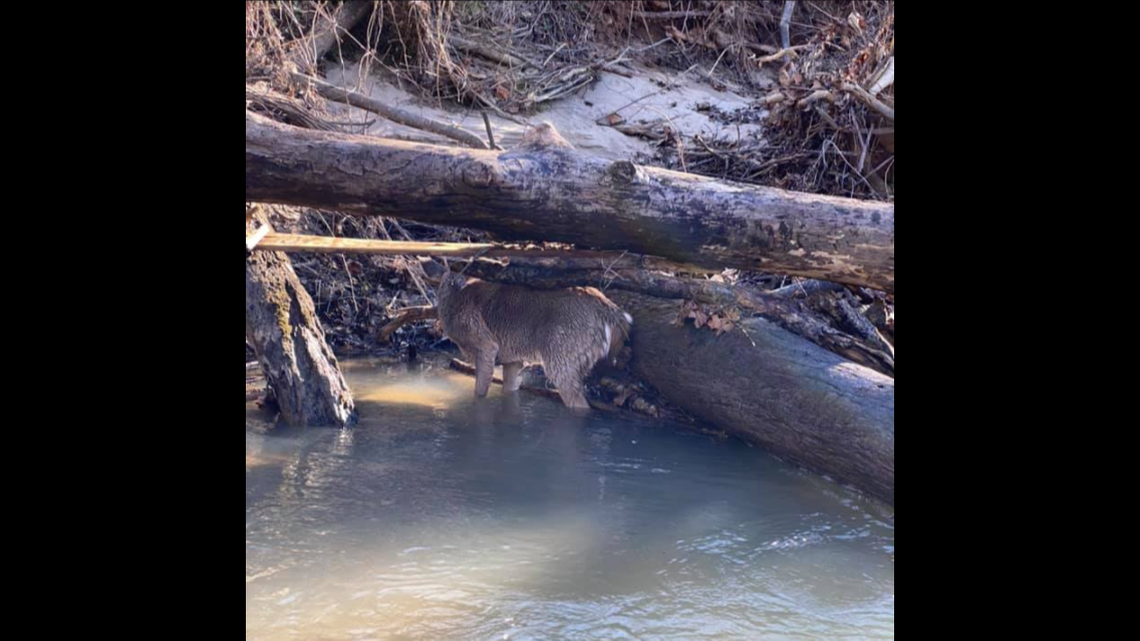 The Lenoir Fire Department is credited with saving a deer this week, after firefighters pulled the trapped animal out of a log-jammed creek.