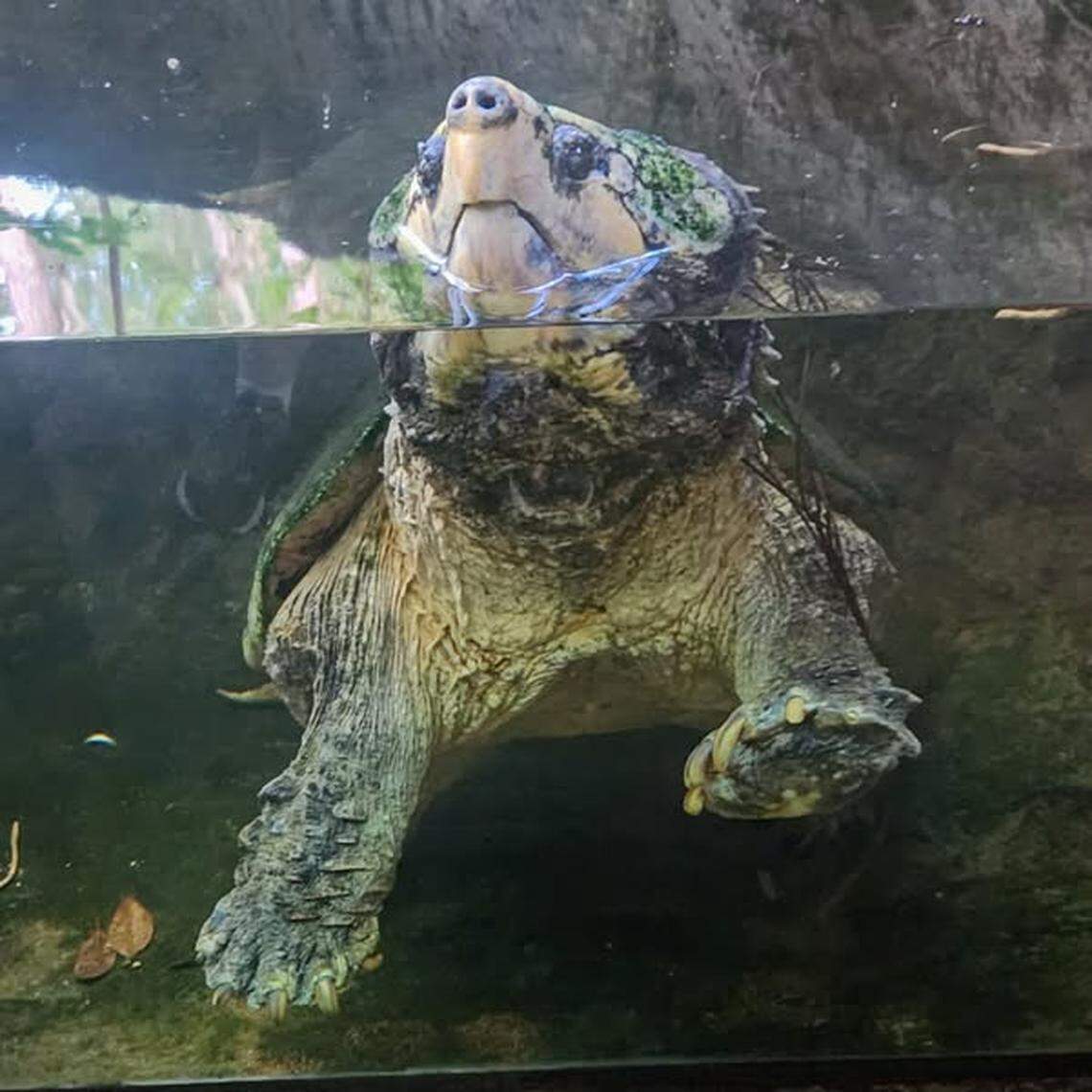 “Over the years, we shared countless quiet moments, and I had the privilege of getting to ‘swim’ with him as I cleaned his pool,” North Carolina Zoo Keeper Audrey Williams said about Maximus.