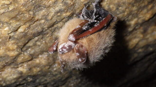 Albemarle Corp. to protect threatened tricolored bats in NC | Raleigh ...