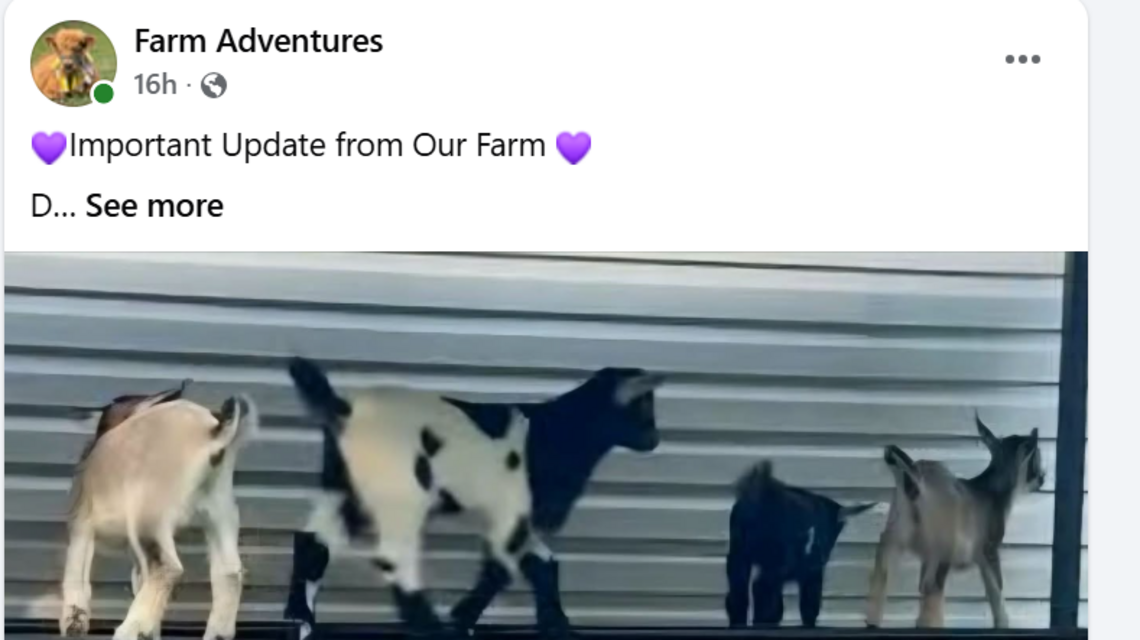 ‘Multiple’ baby goats had rabies at a mobile NC petting zoo, officials say
