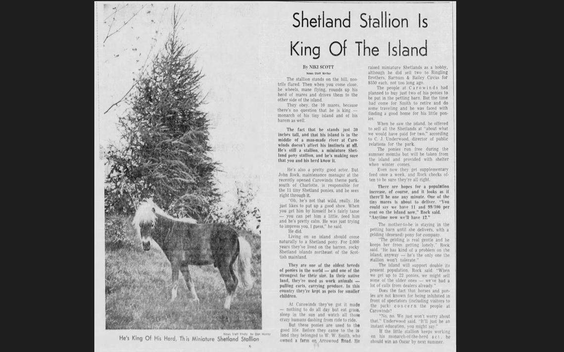 Story about Shetland ponies living in the park at Carowinds, published April 20, 1973 by The Charlotte News