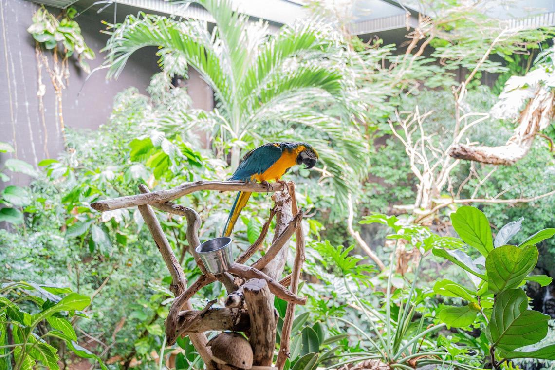 BJ arrived at Discovery Place in 1995 when her owner couldn’t handle her any longer. The blue and gold macaw took a perch in the rainforest exhibit and quickly became an attraction. Turns out, BJ loves kids.
