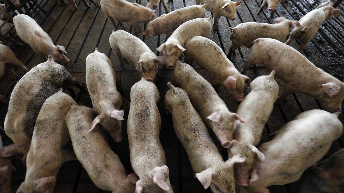 Eight neighbors of a Sampson County hog farm saw their lawsuit open in federal court Tuesday, a case based on their complaints of horrible smells, late-night noise and other nuisances that make life hard to enjoy.