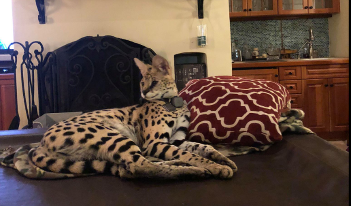 Rocky the serval loves dogs and kids.