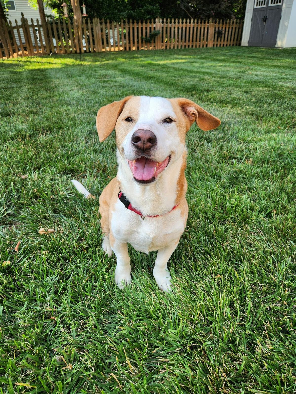 Raleigh was named a finalist in The Charlotte Observer’s “cutest dog in Charlotte” contest in fall 2024.