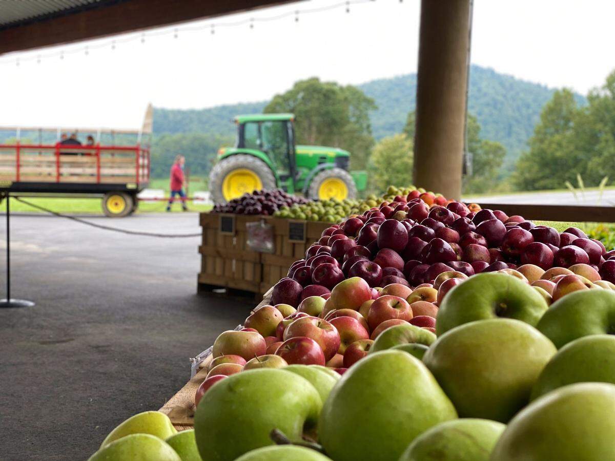 Connie Breedlove and her family found there was ample room to spread out at Jeter Mountain Farm.