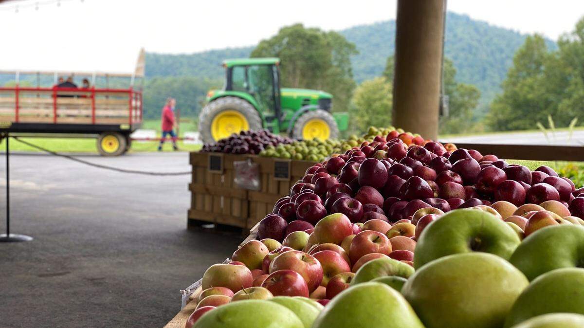 Haunted houses, pumpkin patches, beer festivals and apple orchards are drawing crowds this fall, leaving the businesses to navigate social distancing and mask enforcement during COVID-19. At Jeter Mountain Farm, pictured, Connie Breedlove and her family found there was ample room to spread out.