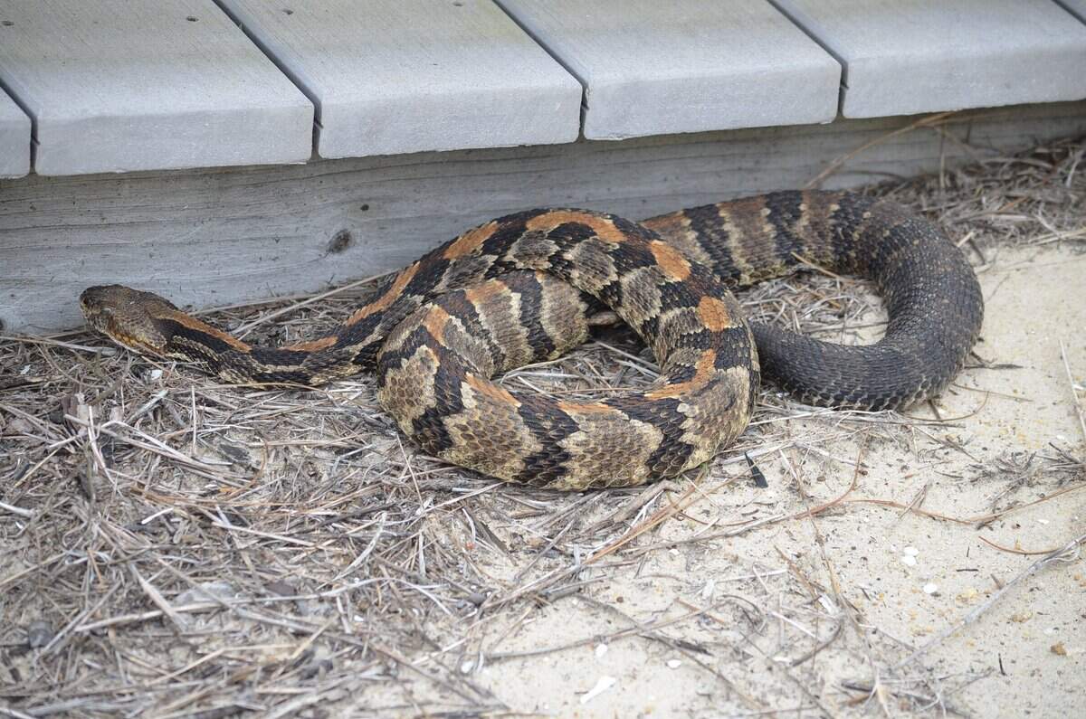 A timber rattlesnake in the Outer Banks.