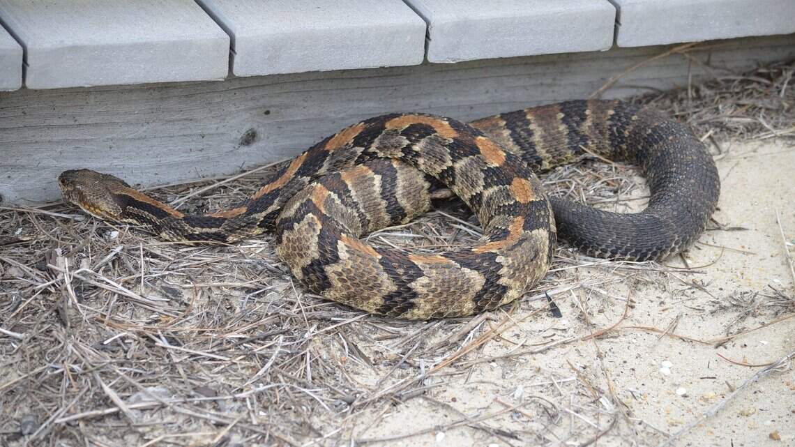 Charlotte has rattlesnakes. How to identify them & keep out of your yard