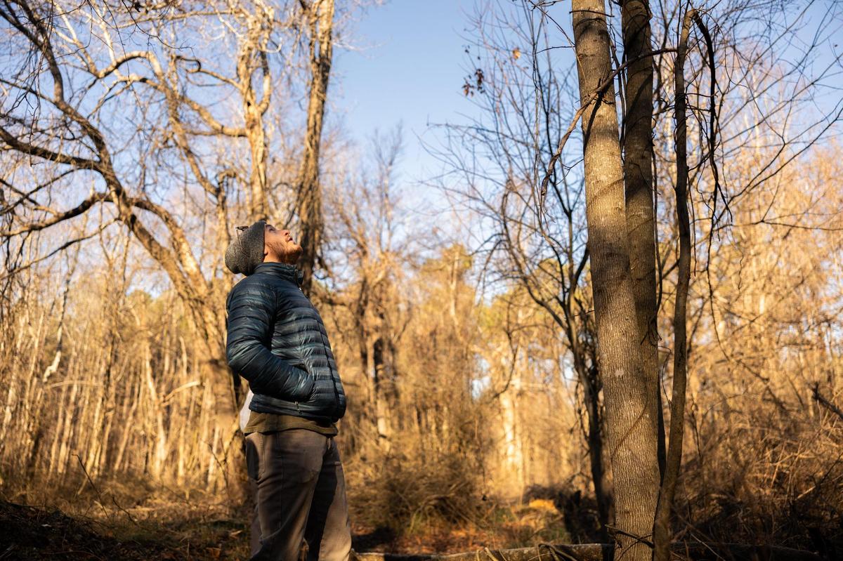 Will Ruark, natural resources manager for the Catawba Lands Conservancy, looks up at a tree that was once covered in wisteria in Mountain Creek Park in Sherrills Ford, N.C., on Wednesday, December 4, 2024.