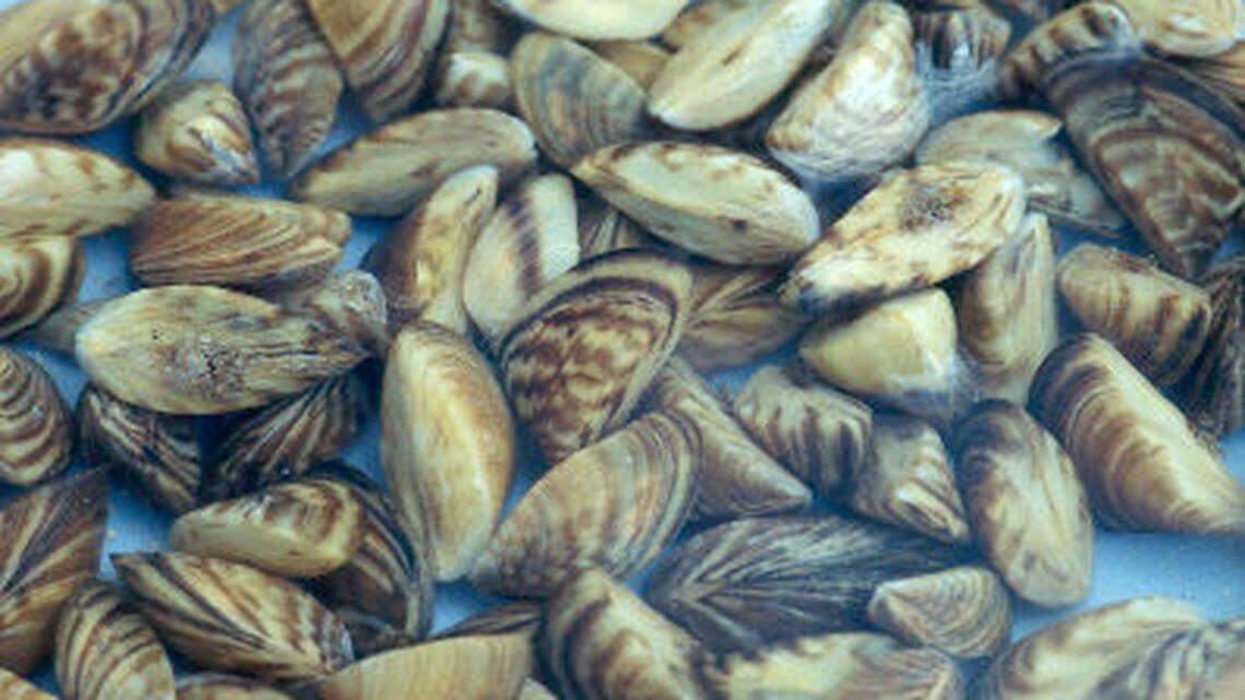 Invasive zebra mussels were spotted in Georgia, officials said.