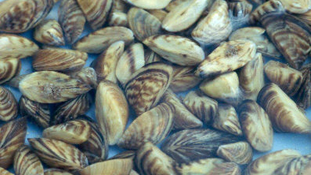 Invasive zebra mussels were spotted in Georgia, officials said.