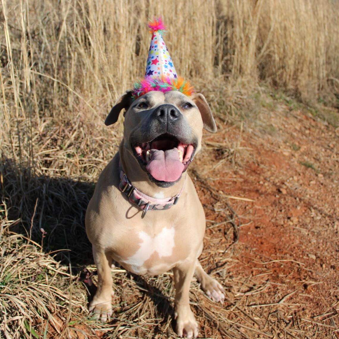 Happy tan dog wearing a brightly colored birthday party hat and a pink collar, sitting in dry grass outdoors with a big smile and tongue out.
