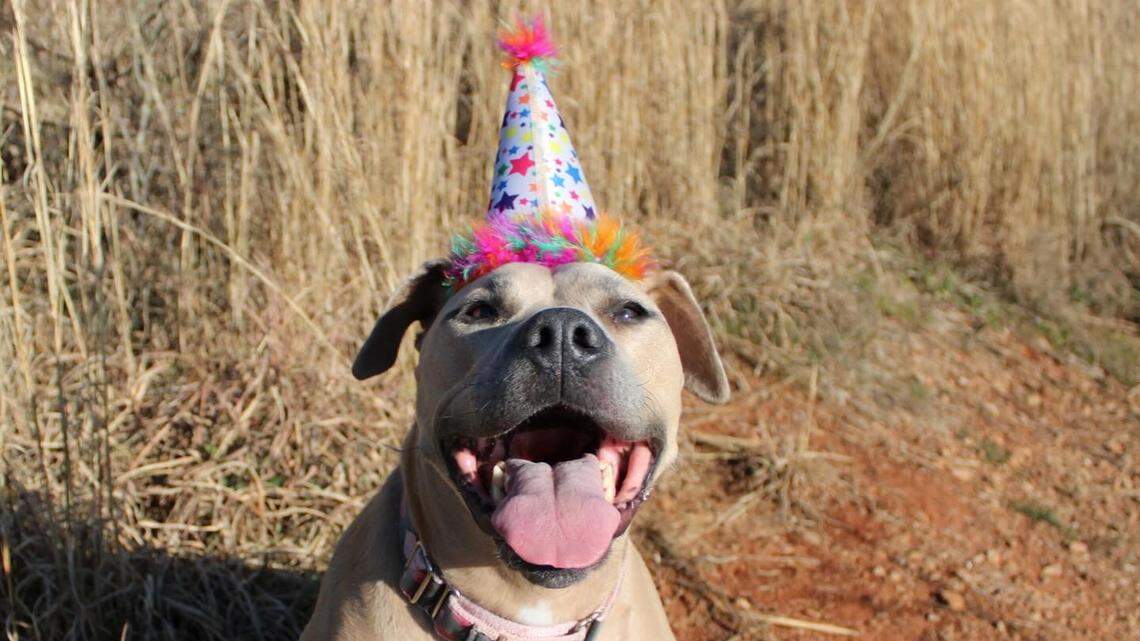 Meet Armina, a ‘warrior princess’ crowned the cutest dog in Charlotte