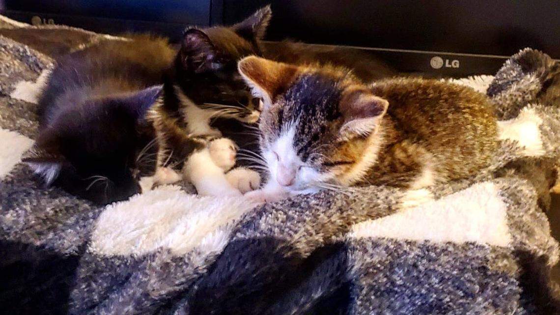 Your holiday giving can help The Humane Society of Charlotte care for animals in its shelter, some of whom have special needs.