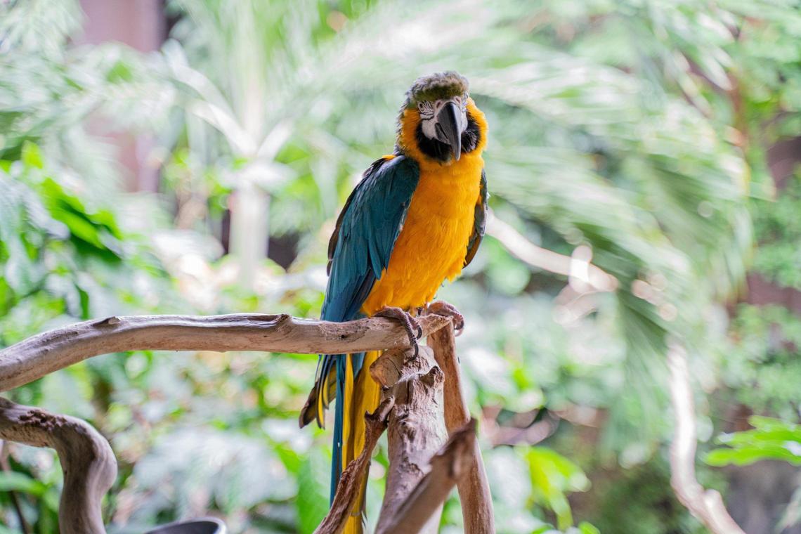 Blue and gold macaws like BJ are considered among the smartest creatures in the animal kingdom. They develop deep social bonds and exhibit complex emotions, including jealousy and irritation.