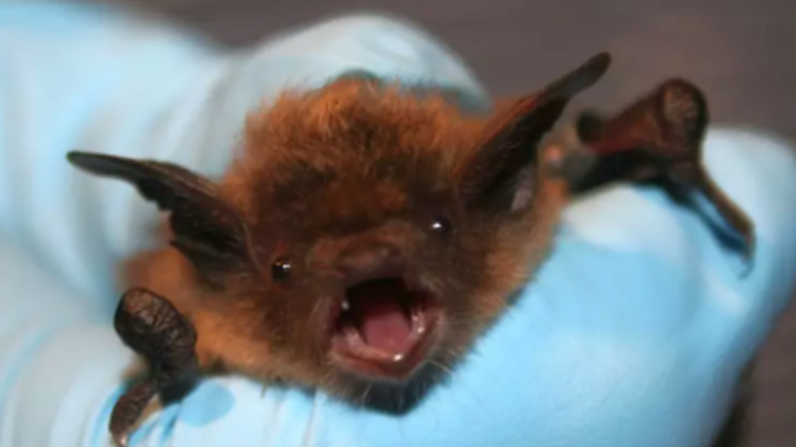 In a first, homes for bats added into wall of new I-40 bridge, NC officials say