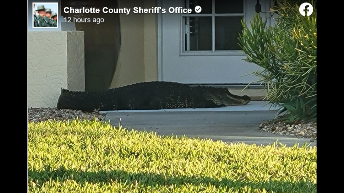 Florida homeowners in Charlotte County heard a banging at their door and discovered it was an alligator.
