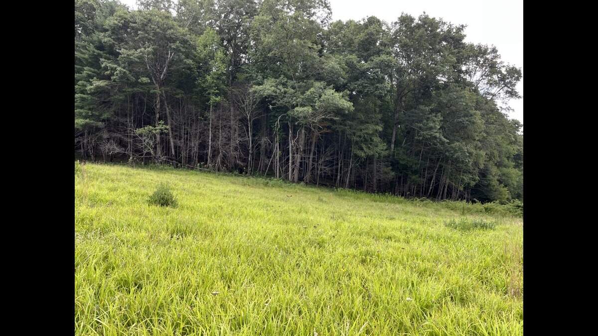 There are multiple elk in this photo taken at Great Smoky Mountains National Park, officials say. Can you find them?