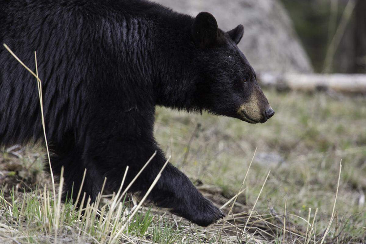 Three people reported black bear sightings to Tega Cay, South Carolina police on June 8, 2024.
