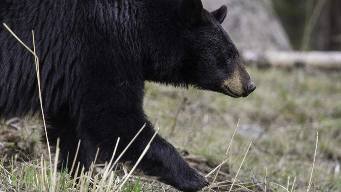 A black bear (not the one pictured) was killed after scratching a teen girl in Kittitas County, Washington, officials said.