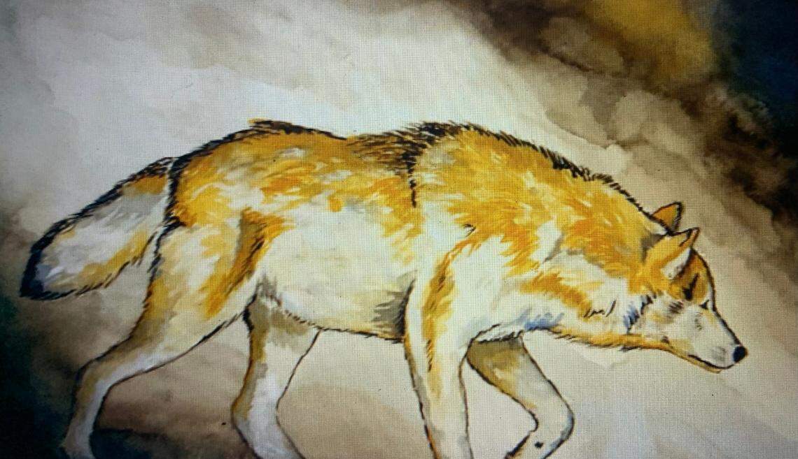 Olympic weightlifter Caine Wilkes also is an artist and created this watercolor painting of a wolf.