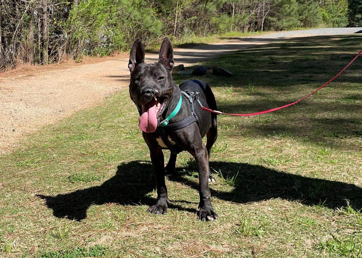 Persephone is one of approximately 160 dogs in the shelter’s care.