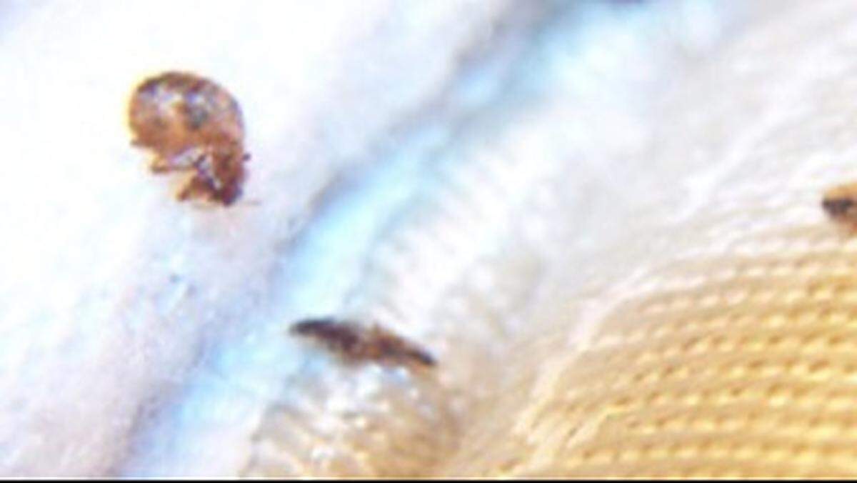 Bed bugs shown hiding in the ribbing of a mattress corner.