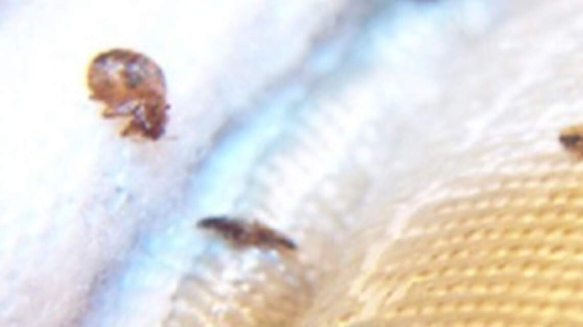 2 NC cities rank among worst in the US for bed bugs, Orkin says. Here’s where