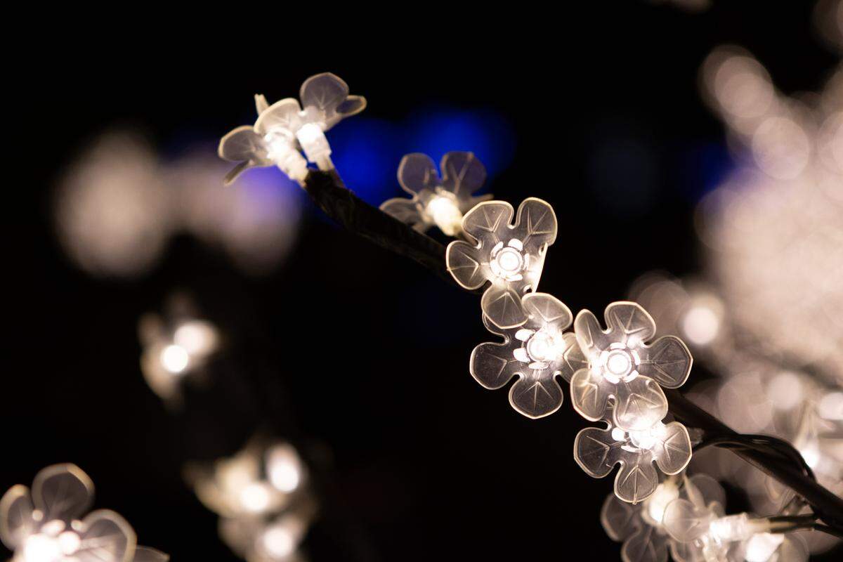 Daniel Stowe Botanical Gardens will host Holidays at the Garden, starting in late November.