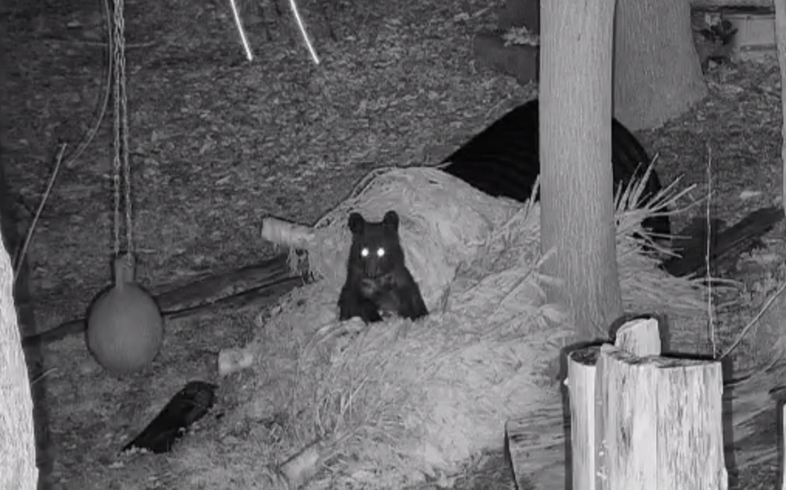 A bear cub rescue agency outside the Great Smoky Mountains has learned orphaned cubs will be more content if you give them a Christmas tree to play with.