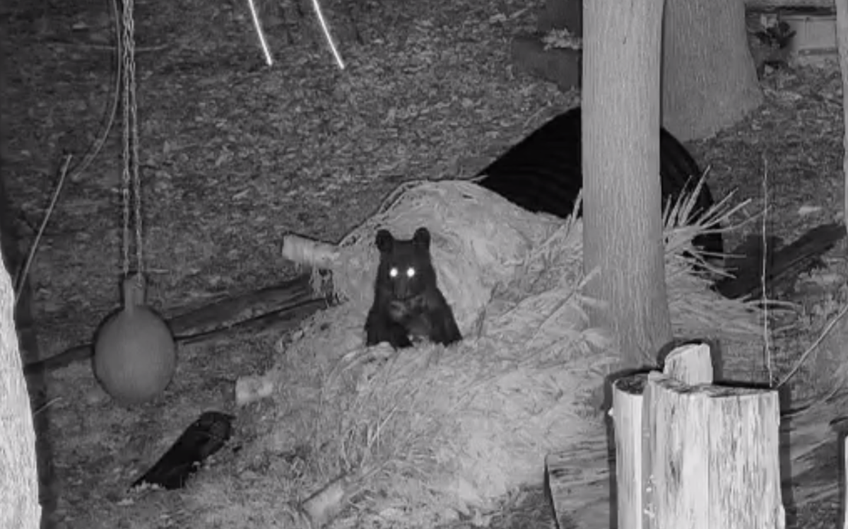 A bear cub rescue agency outside the Great Smoky Mountains has learned orphaned cubs will be more content if you give them a Christmas tree to play with.