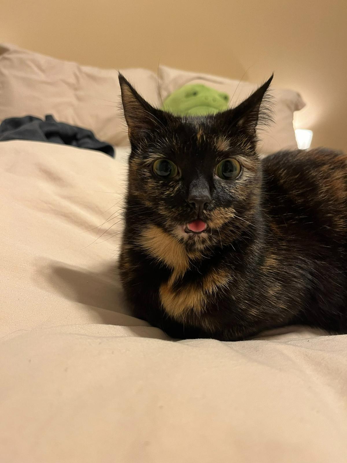 Peppercorn was named a finalist in The Charlotte Observer’s “cutest cat in Charlotte” contest in fall 2024.