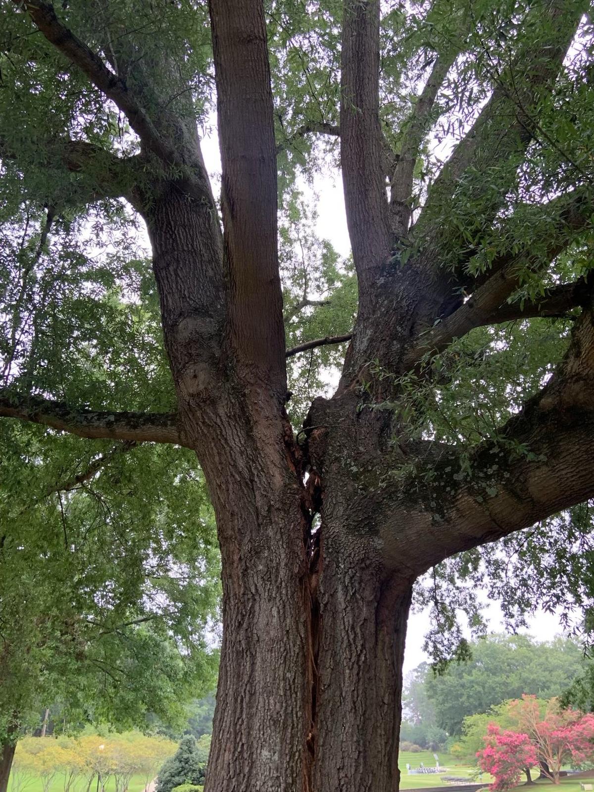 A large oak tree by the pond at Freedom Park in Charlotte, NC, has started to split and become a hazard to the public, Mecklenburg County Park and Recreation officials said Thursday, Aug. 18, 2022.