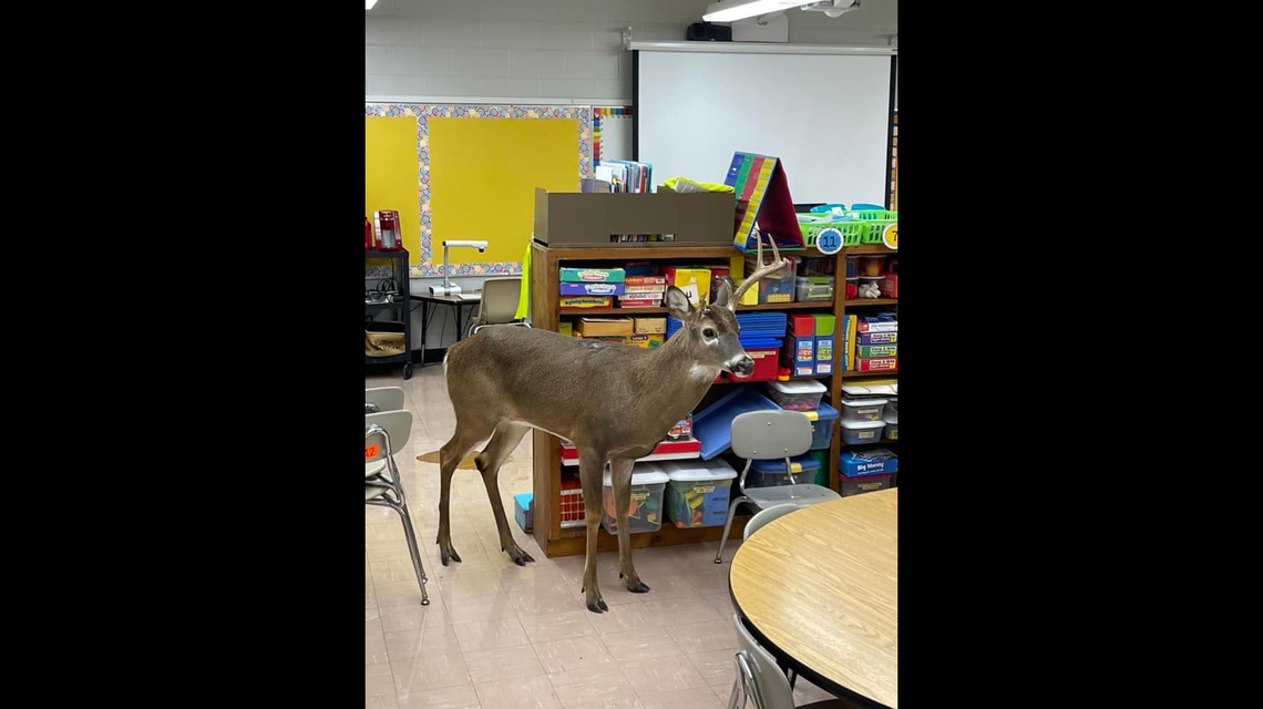 A deer broke into an elementary school in Tennessee on Tuesday, Nov. 23, wildlife officials said.